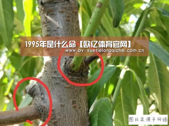 1995年是什么命【欧亿体育官网】(图2) 欧亿体育